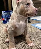 Puppies available for rehoming Denver