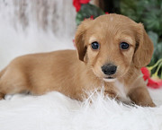 Male and Female Dachshunds puppies for adoption Salem