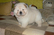 Affectionate Chow Chow Puppies for rehoming Damascus