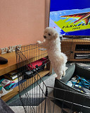 Bichons Frise Puppies for Re-homing London