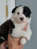 There are male and female Border Collie pups. Charlottetown