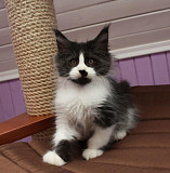 Cute Maine Coon kittens for adoption to good loving homes. Halifax