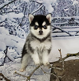we have pure breed AKC registered male and female Pomsky puppies Quebec