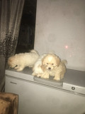 8weeks old Lhasa apso puppies available for new home. Super active and very fluffy from Abeokuta
