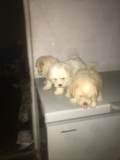 8weeks old Lhasa apso puppies available for new home. Super active and very fluffy from Abeokuta