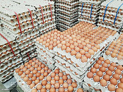 Fertile Hatching Eggs Abu Dhabi