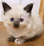We have 2 male and female Siamese kittens for adoption Dublin
