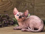 Lovely hairless Sphynx Kittens available for adoption. Freeport