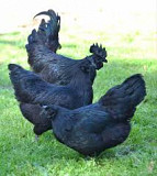 Ayam cemani farm San Diego