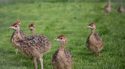 Ostrich chicks and others available Gaillimh