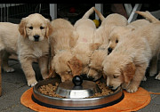 Puppies from Toronto