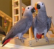 African grey parrots ready for a new home. Denver