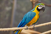 Awesome talking pair of Blue and Gold Macaw parrots for adoption Cardiff