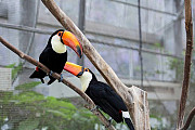 We have hand fed male and female Toco Toucan birds available Qormi