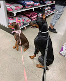 Doberman puppy available from Charlottetown