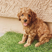 Golden doodle puppies available for adoption Hobart