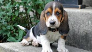 Amazing Male and female basset hound puppies for adoption Olympia