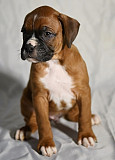 These Boxer puppies are ready to go to a new home Ras al-Khaimah