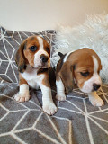Beagle puppies available now Augusta