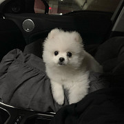 Pomeranian puppies available now Perth
