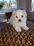 Maltese puppies available Melbourne