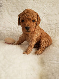 Toy Poodle puppies Hobart