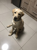 Labrador puppy Port Elizabeth