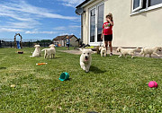 Cream kc Golden Retriever puppies Cardiff