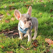 Awesome French Bulldog Puppies for Sale Miami