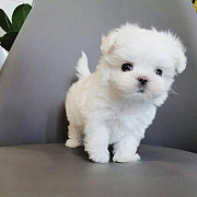 Sweet Maltese Puppies Text : (330) 910 0534 from Phoenix