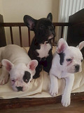 French Bulldog Pups For Sale Text : (330) 910 0534 from Augusta