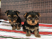 AKC Yorkie puppies for sale Text / call :(330) 910 0534 Saint Paul