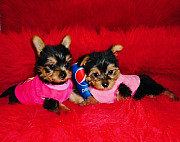 AKC Yorkie puppies for sale Text / call :(330) 910 0534 Saint Paul