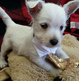 West Highland White Terrier Puppies For Sale Oakland