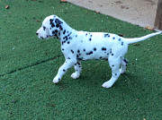 Male and Female Dalmatian Puppies Maywood