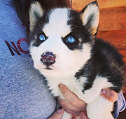 Blue Eyes Siberian Husky Puppies For Sale Jackson
