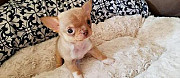 Smooth Tea Cup Chihuahua Puppies Available Now Cambridge