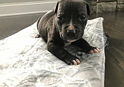 Staffordshire Bull Terrier Puppies For Sale Helena