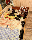 Rottweiler puppies for Adoption from Trenton