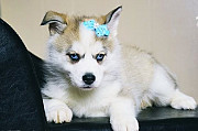 Stunning Blue Eyes Pomsky Puppies For Sale Colorado Springs