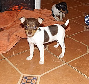 Toy Fox Terrier Puppies For Sale Salem