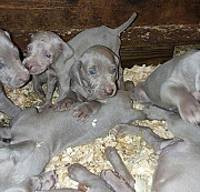Weimaraner Puppies For Sale Harrisburg