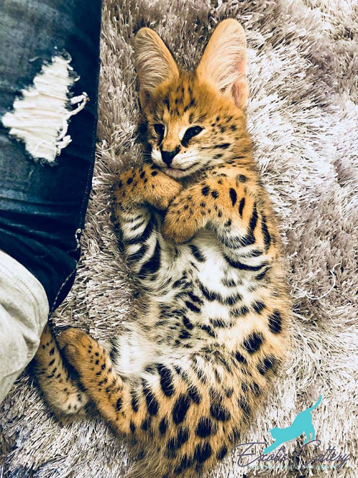 4th Generation Serval Kittens for Adoption in the USA (Ad #75192 ...