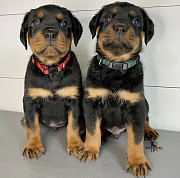 13 weeks male and female Rotweiller Puppies available from Lansing