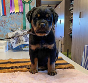 13 weeks male and female Rotweiller Puppies available from Lansing