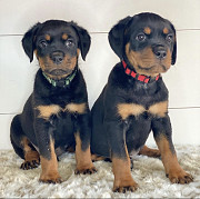 Amazing Rottweiller Male and Female Puppies for good home from Saint Paul