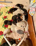 Amazing Rottweiller Male and Female Puppies for good home from Saint Paul