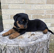 Outstanding Rottweiler puppies For New Home from Concord
