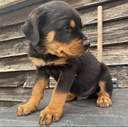 excellently trained Male Rottweiler Puppy For A good home from Concord