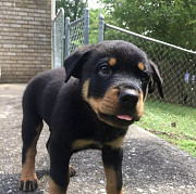 excellently trained Male Rottweiler Puppy For A good home from Concord